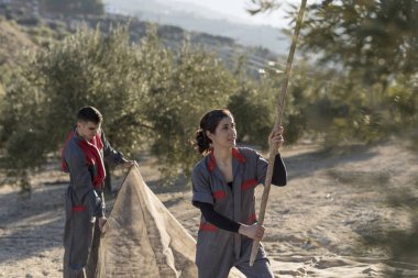 İspanya Jaen 'de zeytinyağı toplayan işçiler. Siyah zeytin hasadı