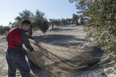 İspanya Jaen 'de zeytinyağı toplayan işçiler. Siyah zeytin hasadı