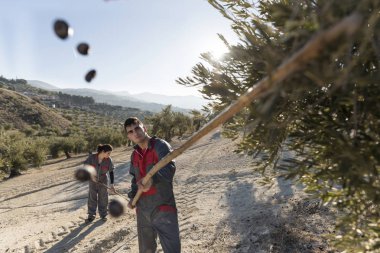 İspanya Jaen 'de zeytinyağı toplayan işçiler. Siyah zeytin hasadı