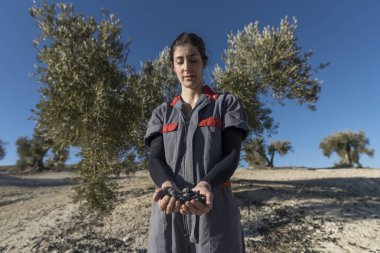 İspanya Jaen 'de zeytinyağı toplayan işçiler. Siyah yağlar hasat ediliyor.