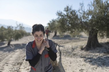 İspanya Jaen 'de zeytinyağı toplayan işçiler. Siyah zeytin hasadı