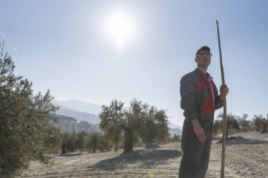 Zeytin oluğunda sopayla poz veren zeytin işçisi