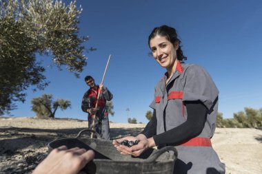 İspanya Jaen 'de zeytinyağı toplayan işçiler. Siyah zeytin hasadı