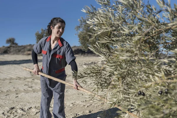 işçiler tarafından zeytinyağı zeytin toplama. Kadın tarafından siyah zeytin hasat.