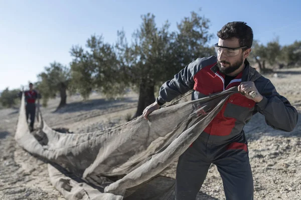 workers collecting olive oil in jaen, Spain. Black olives harvest