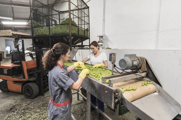 female workers selecting and cleaning fresh olives at factory