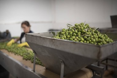 Zeytin fabrikasında çalışan kadın ciddi.
