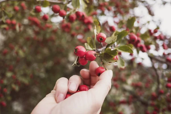 Kvinna Undersöker Och Samlar Majoletas Träd Ätliga Röda Bär Hösten — Stockfoto