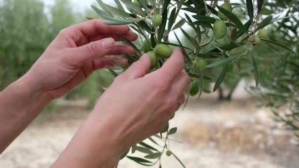 Female Hands Harvesting Mediterranean Olives — Stock Video