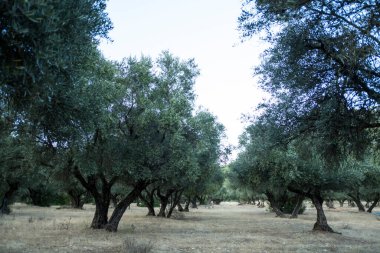Sierra de jaen 'deki zeytin koruluğu. Geyiklerin zeytinleri yemesini önlemek için yüksek budanmış.