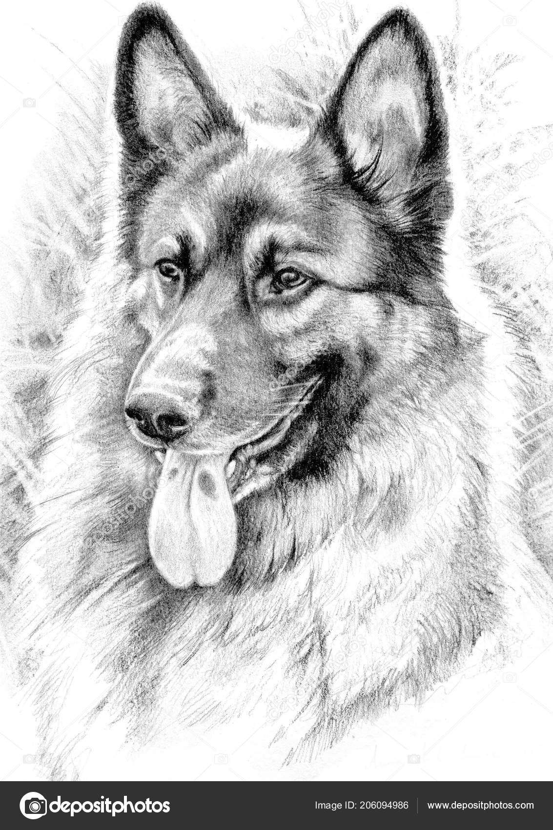 Dog Alsation German Shepherd Pencil Drawing Print Artwork Signed By