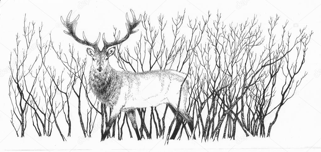 A drawing of a deer standing in thick bushes. Perfect for printing on a mug,