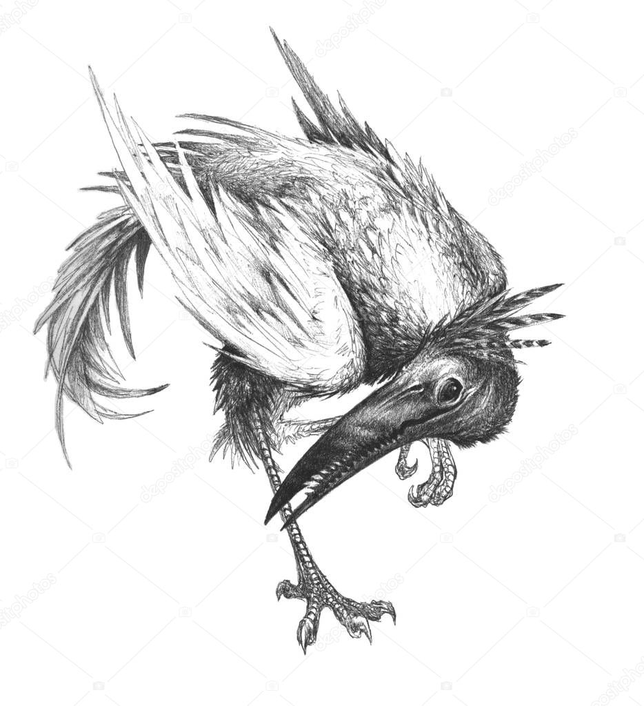 A pencil drawing of an imaginary bird-creature.