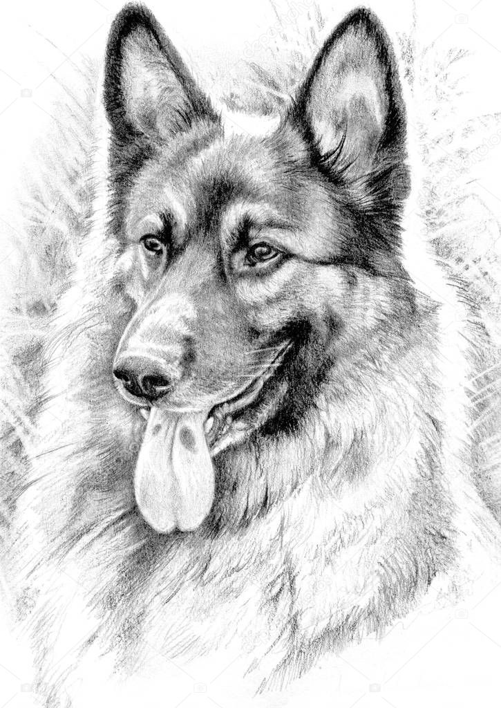 A pencil drawing of a German Shepherd.