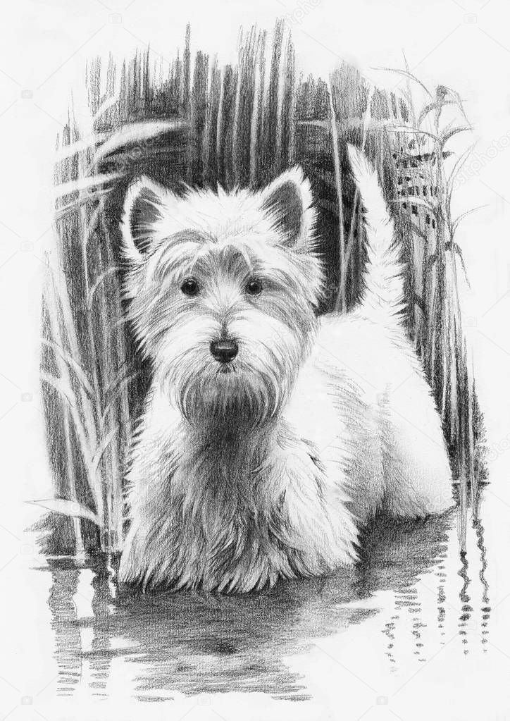 A pencil drawing of a dog - West Highland Terrier.