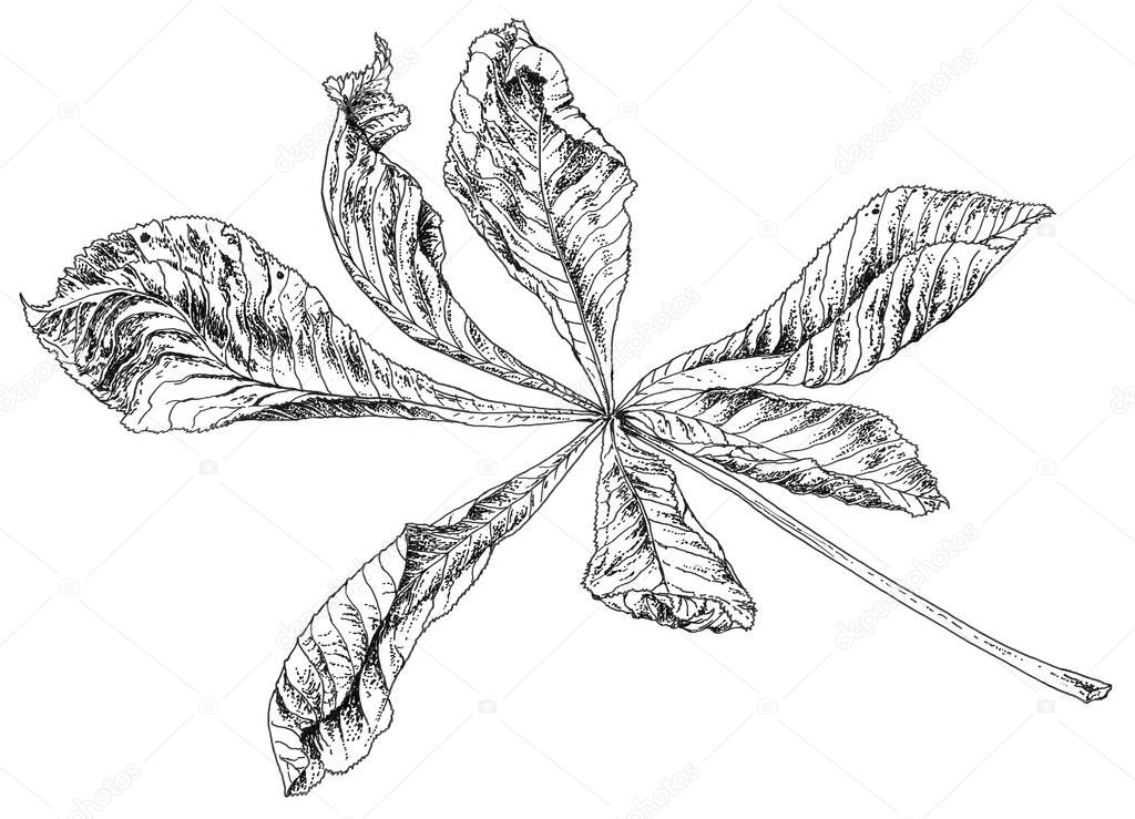 A ballpaint drawing of a realistic horse chestnut (Aesculus hippocastanum) dry leaf.