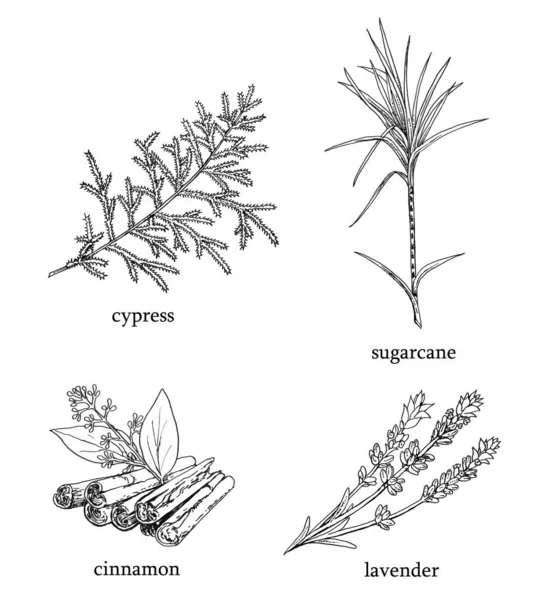 化粧品の原料として一般的に使用される果物 植物を描いた黒と白のドローイングのシリーズの1つ ヒノキの葉 シナモン サトウキビ ラベンダーがあります すべてボールペンで行い クリアし 使用する準備ができています — ストック写真