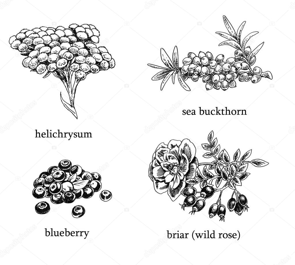 One of the series of black and white drawings depicting fruit/plants commonly used as ingredients for cosmetics. Here we have: a blueberry, a sea buckthorn, a helichrysum and a briar (wild rose). All done with ballpoint pen.
