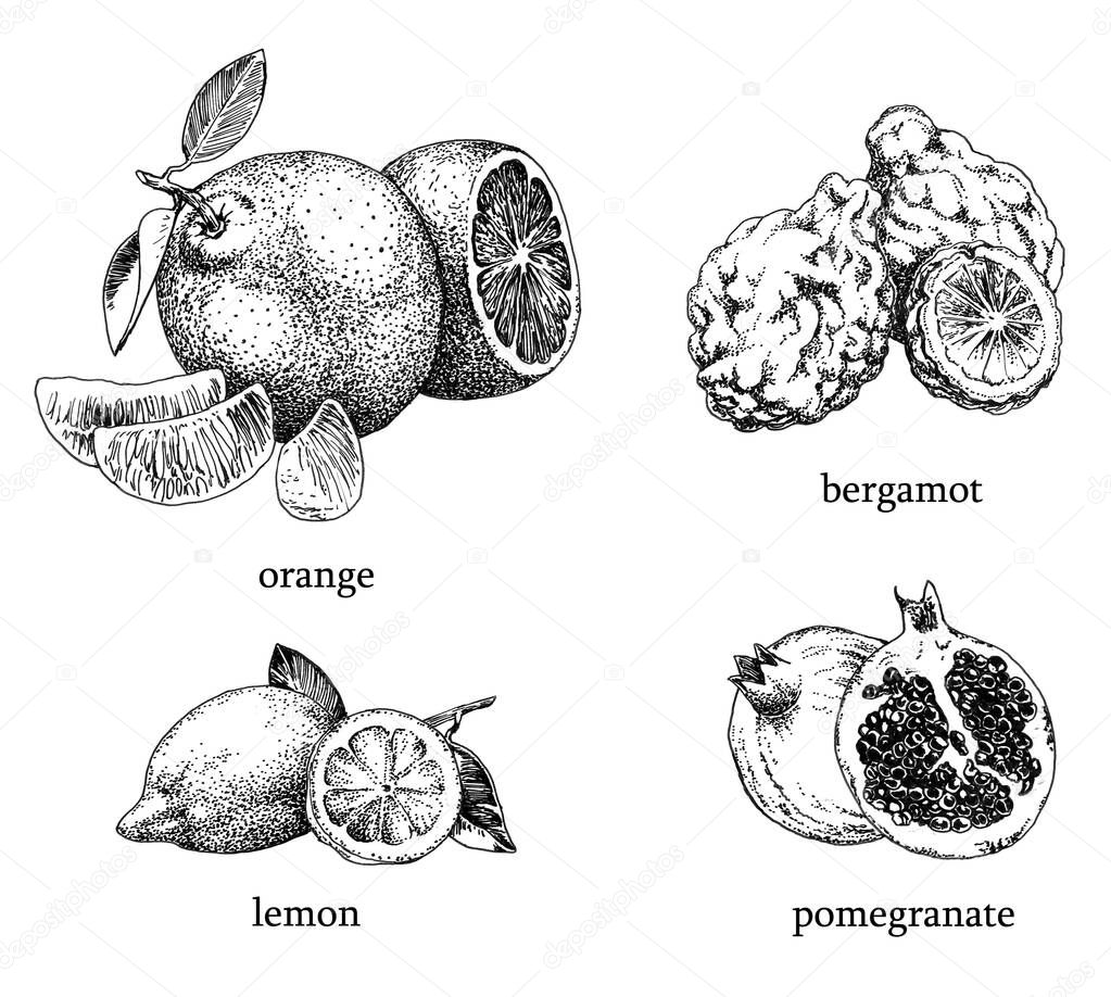 One of the series of black and white drawings depicting fruit/plants commonly used as ingredients for cosmetics. Here we have: an orange, a bergamot, a lemon and a pomegranate. All done with ballpoint pen, cleared and ready to be used.