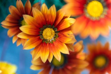 Sarı çiçek n alanının sığ dpth ile mavi bir arka plan