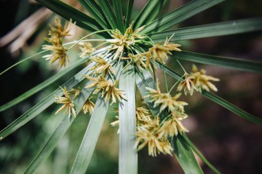Papirüs, bir acquatic çiçekli bitki, yerli Afrika çiçekleri