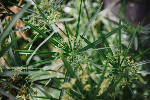 Flowers Leaf Papyrus Acquatic Flowering Plant Native Africa — Stock Photo, Image