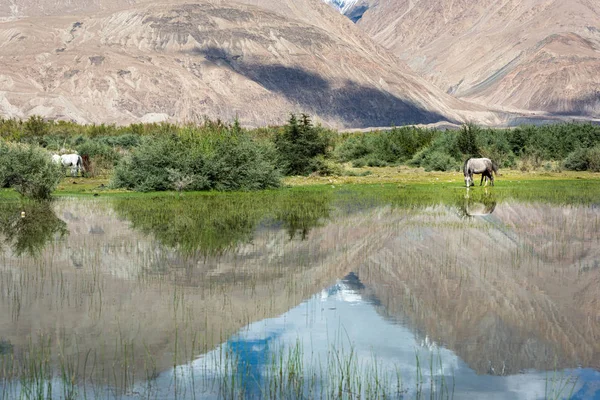 Konie eateng w a piękny scenerii — Zdjęcie stockowe