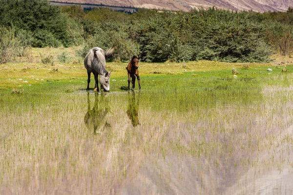 Лошади еатенг в красивом пейзаже — стоковое фото