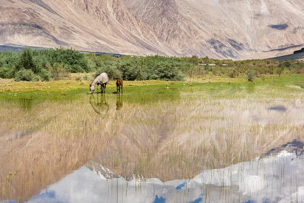 Лошади еатенг в красивом пейзаже — стоковое фото