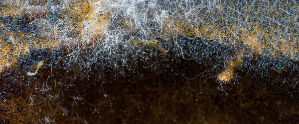 Mold, fungus spores, macro photography.