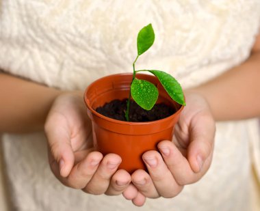 Bir çocuğun elinde tencerede genç damızlık.