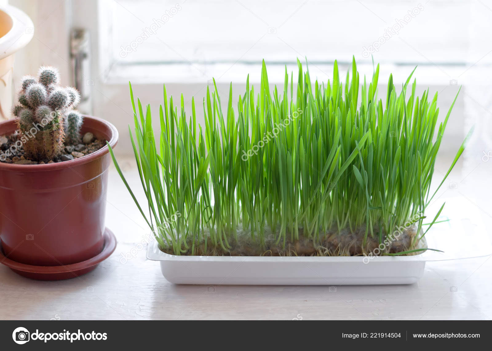 Plants Windowsill Cactus Grass Cats Stock Photo C Perova Ev