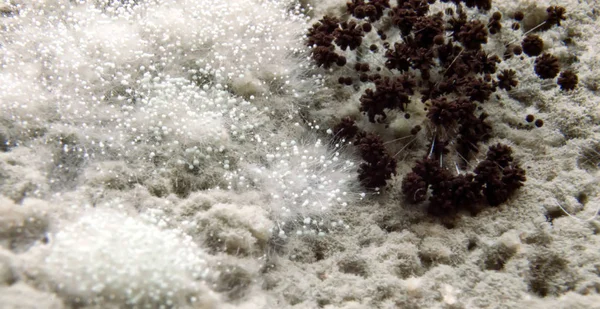 Rhizopus (ekmek küf) mikroskop altında ortak saprofit mantarlar Rhizopus (ekmek küf) familyasından.