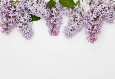 Beyaz arka plandaki çiçekler. Mor leylak çiçekleri çerçevesi. Kopyalama alanı.