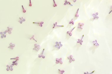 Beyaz arka plandaki çiçekler. Çiçek arka plan, tasarım.