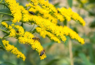 Parkta sarı çiçekler. Arılar bal toplar. Seçici odaklama
