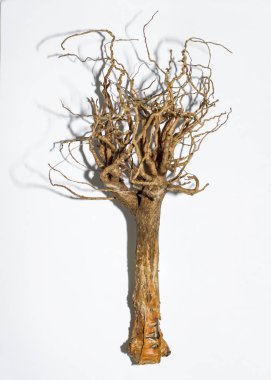 beyaz arka plan üzerinde bitki kökü