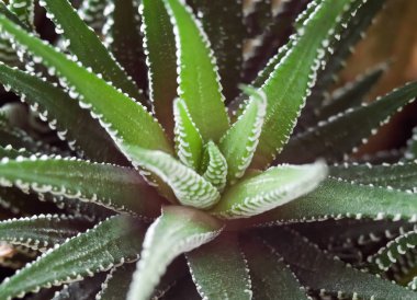 Houseplant Üst görünüm yakın.