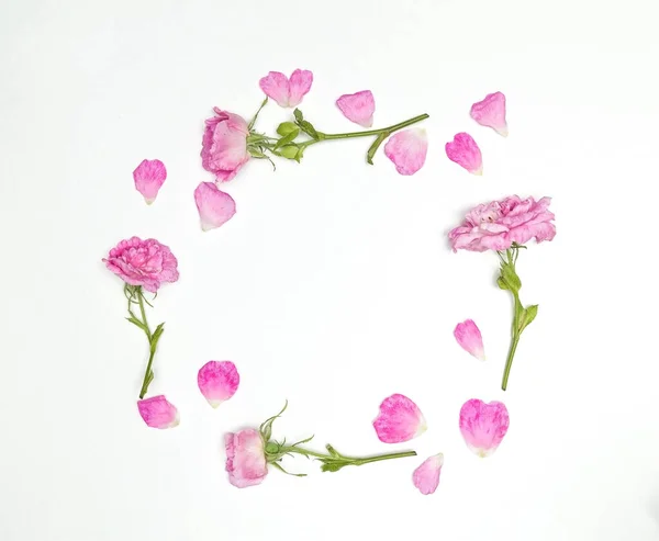 白色背景上的贺卡粉红玫瑰 花环架 免版税图库照片
