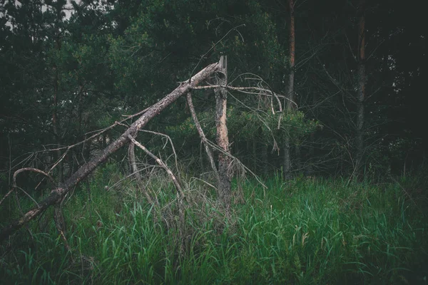 Vecchio Albero Nella Foresta — Foto Stock