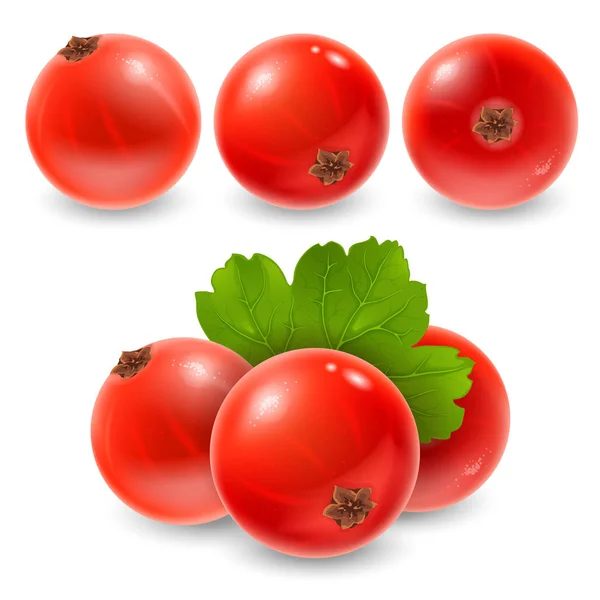 红醋栗设计集 新鲜成熟浆果的红醋栗在不同的看法和组成与叶 现实向量例证 — 图库矢量图片