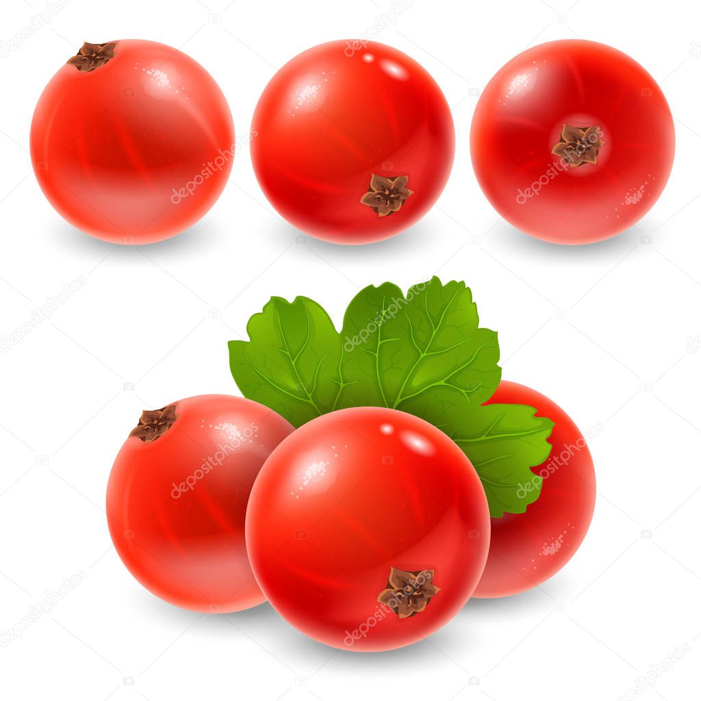 Red currant design set. Fresh ripe berries of red currant in different views and composition with leaf. Realistic vector illustration.