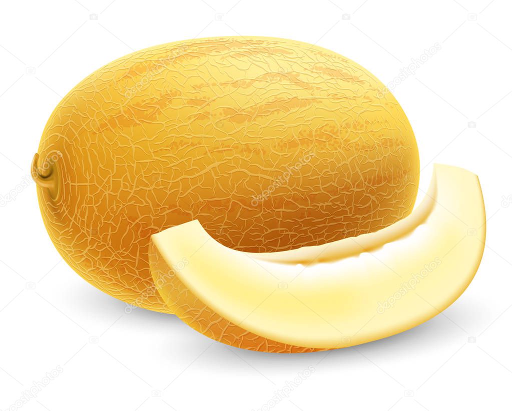 Ripe fresh honeydew melon. Whole melon and slices. Realistic vector illustration. Isolated on white background.