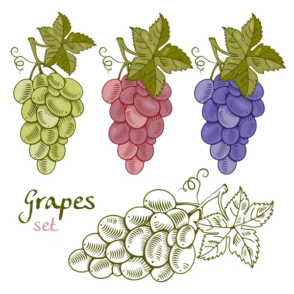 Collection Raisins Style Dessin Main Gravure Sur Bois Gravure Variantes — Image vectorielle