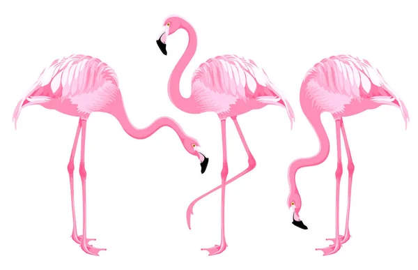 Zeichentrick Exotische Vögel Rosa Flamingos Verschiedenen Posen Vektorillustration Isoliert Auf — Stockvektor