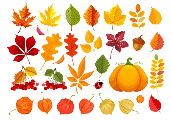 Große Menge Herbstblätter Und Herbstobjekte Clipart Mit Vielen Verschiedenen Blättern — Stockvektor