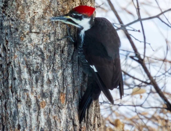 Meraklı Pileated Ağaçkakan Gibi Onu Besleyen Kadar Yol Bir Meşe — Stok fotoğraf