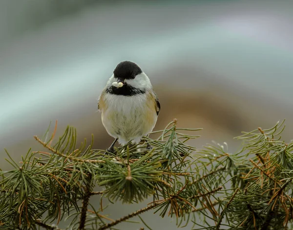 Black Capped Chickadee Con Seme Foto Stock Royalty Free