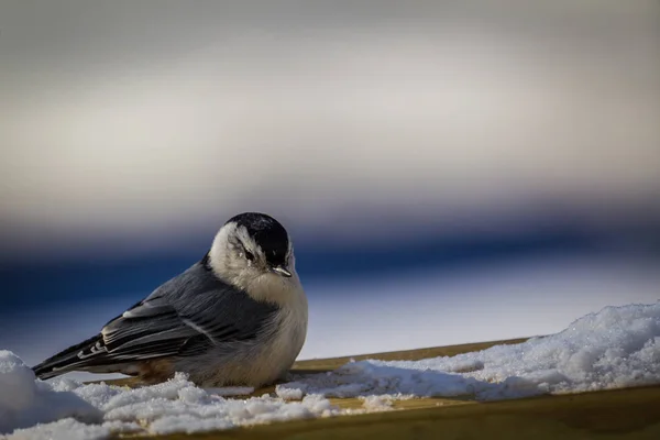 Mycket Kall Vit Breasted Nötväcka Insupa Några Vinter Solen — Stockfoto