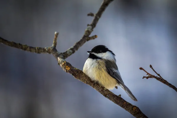 Fluffed Jasnoskrzydła Zimą — Zdjęcie stockowe